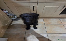 Labradoodle dogs for sale: 7 month old black Labradoodle - Image 2