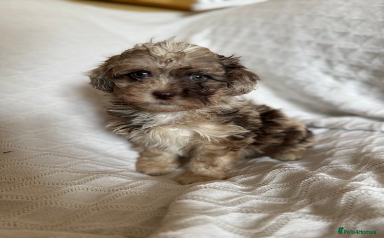 Shihpoo dogs - Advert 1