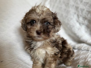 Shihpoo dogs - Advert 10