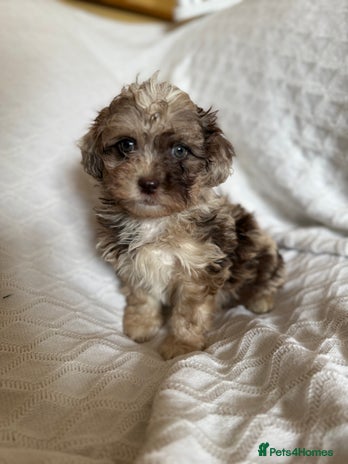 Shihpoo dogs - Advert 2