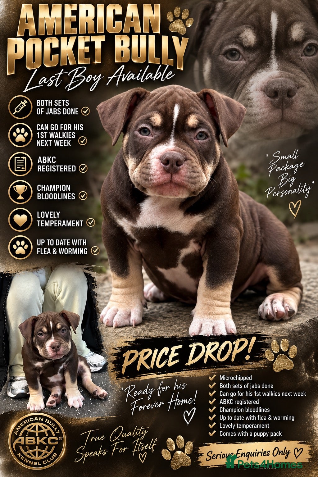 American Bully dogs 🌟 last but not least 🌟 Pocket bully pups 😍🐶🏆  - Advert 16
