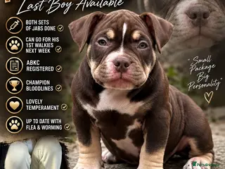 American Bully dogs 🌟 last but not least 🌟 Pocket bully pups 😍🐶🏆 - Advert 16