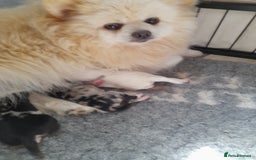 Pomeranian dogs for sale: Fabulous Pom fur babies - Image 14