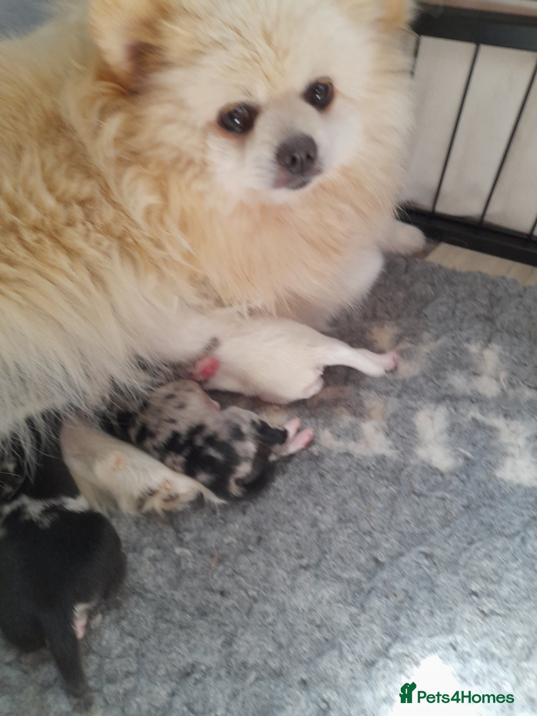 Pomeranian dogs for sale: Fabulous Pom fur babies - Image 14