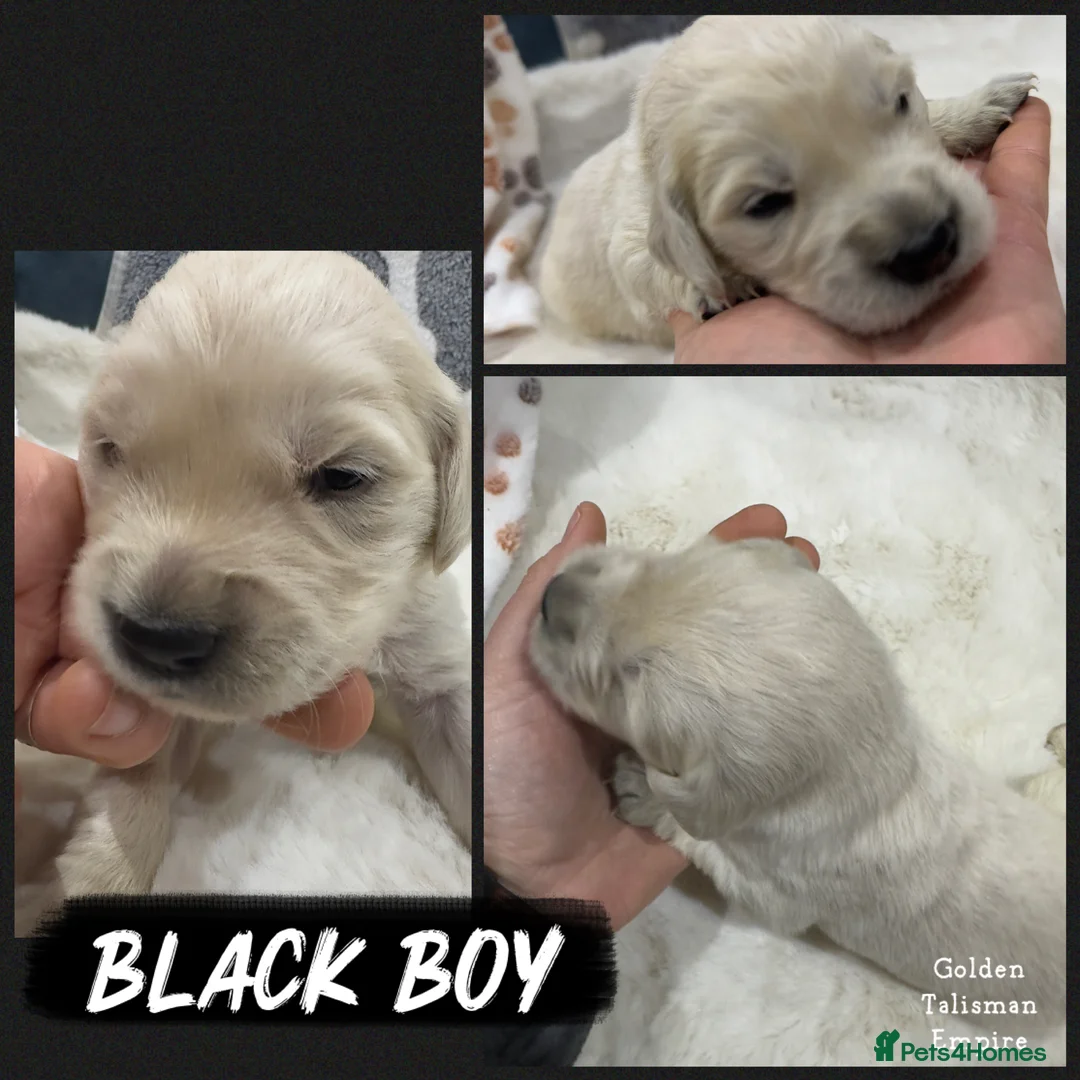 Golden Retriever dogs for sale: 35 GEN Champion Bloodline, Mum a Therapy Dog - Advert 7