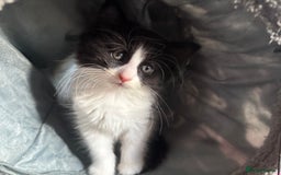 Mixed Breed cats for sale: tuxedo ghost tabby kittens - Image 20