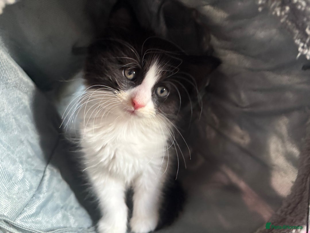 Mixed Breed cats for sale: tuxedo ghost tabby kittens - Image 20