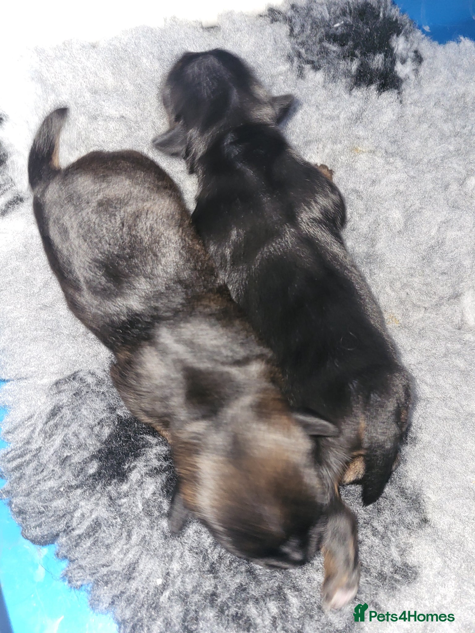 Border Terrier dogs We have two beautiful female Border Terrier pups - Advert 2