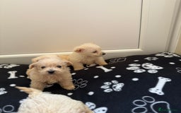 West Highland Terrier dogs for sale: DNA health tested Westie-poos  - Image 13