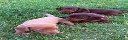 Miniature Dachshund dogs for sale: Beautiful miniature dachshund puppies available  - Advert 16