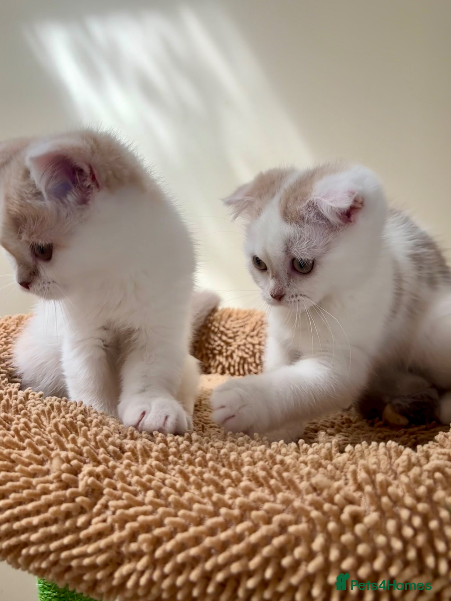 Scottish Fold cats for sale: Pedigree Adorable Scottish Fold Kittens  - Advert 15