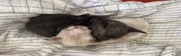 Cornish Rex cats for sale: 4 beautiful Cornish Rex girls  - Advert 12