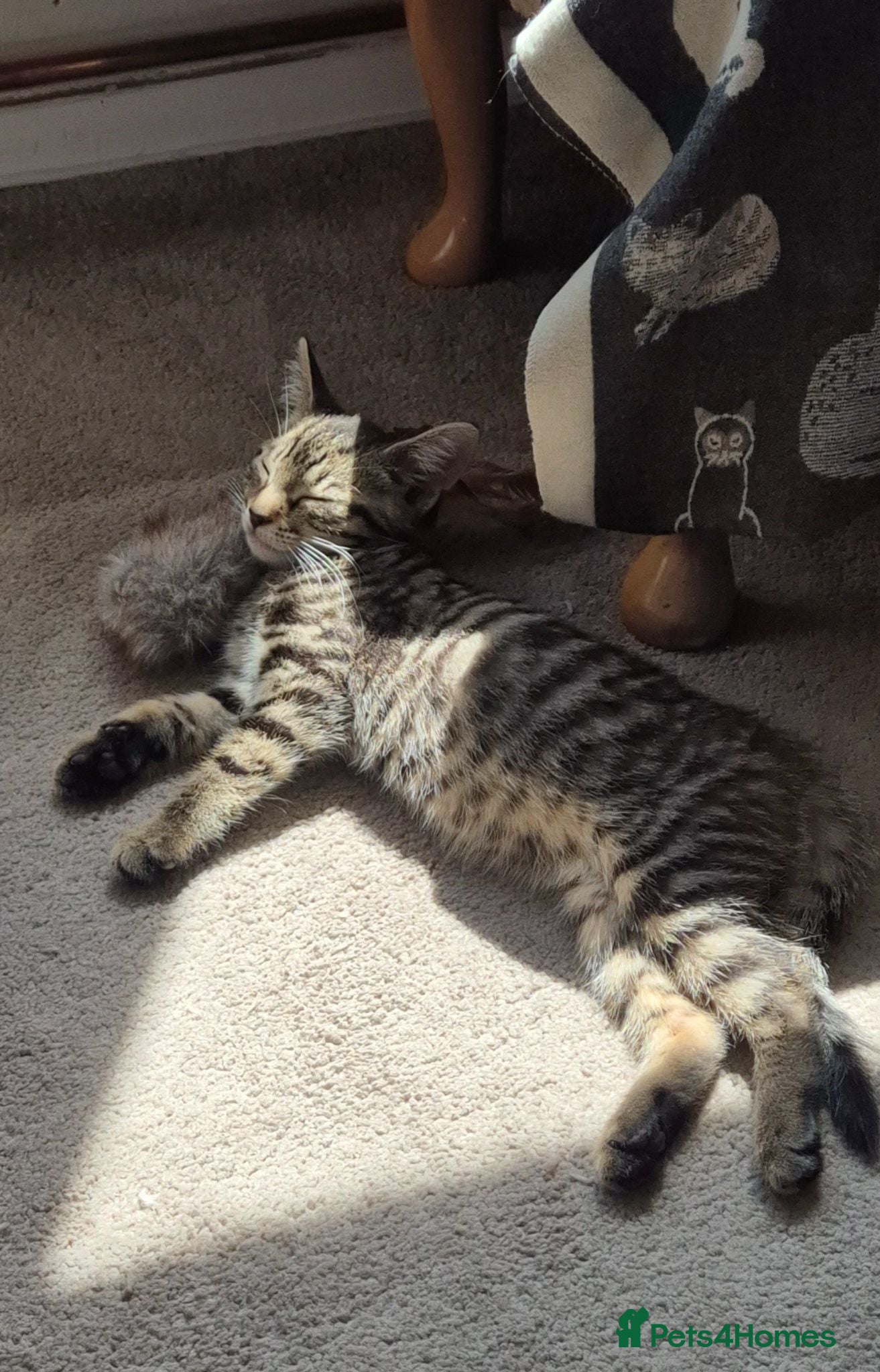 Mixed Breed cats Beautiful Female Kitten - Advert 1