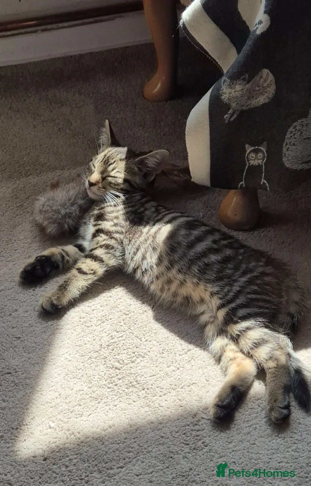 Mixed Breed cats for sale: Beautiful Female Kitten in Ledbury - Advert 1