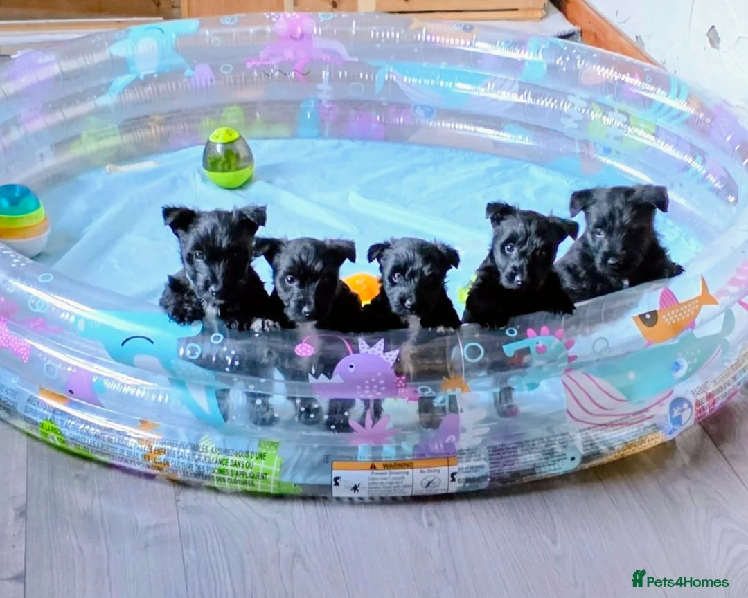 Mixed Breed dogs for sale: Scoland terrier  - Advert 14