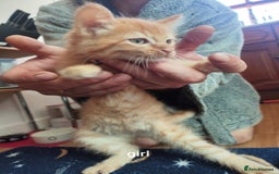 Mixed Breed cats for sale: Mixed breed kittens for sale. - Image 1