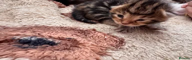 Mixed Breed Kitten 4