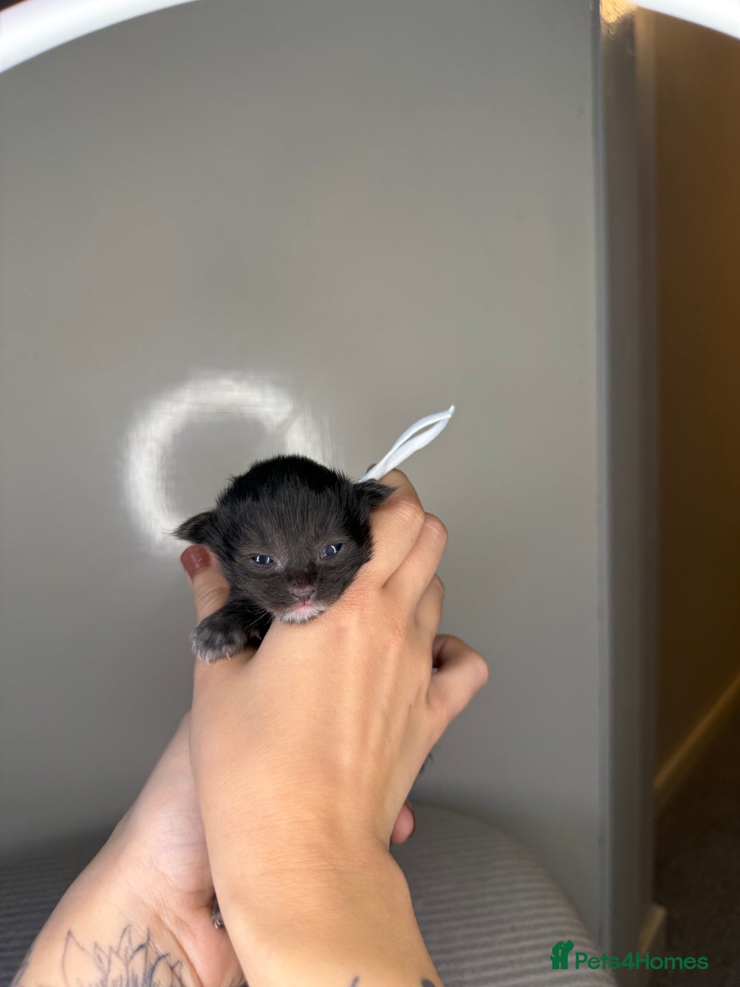 Maine Coon cats for sale: XL maine coon kittens available in Market Rasen - Image 10