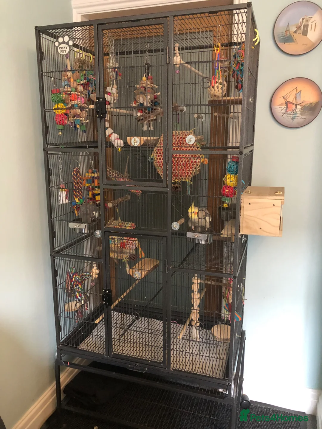 Cockatiels birds for sale: Two Cockatiels and large cage in Redhill - Advert 3