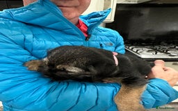 Border Terrier dogs for sale: Border Terrier Pups -Beautiful Pedigree  - Image 7