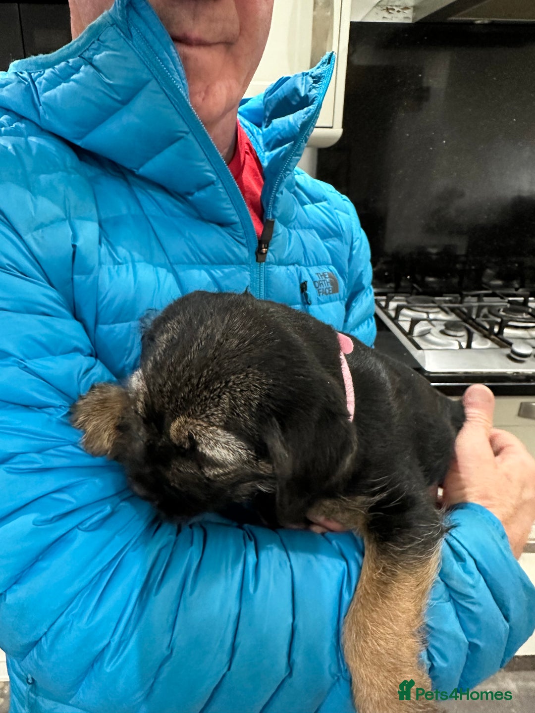 Border Terrier dogs for sale: Border Terrier Pups -Beautiful Pedigree  - Image 7