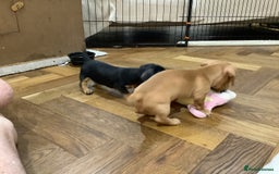 Miniature Dachshund dogs for sale: Miniature dachshund pups.KC REG& Council Licensed  - Image 10