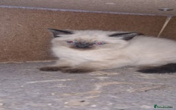 Ragdoll cats for sale: Beautiful pure breed ragdoll kittens  - Image 4