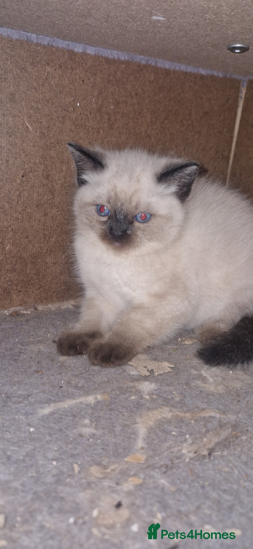 Ragdoll cats for sale: Beautiful pure breed ragdoll kittens  - Image 4