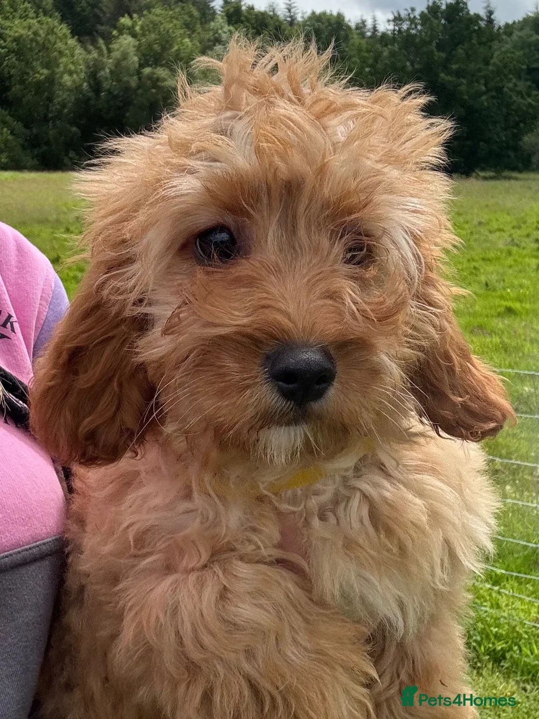 Cavapoo dogs for sale: 🌟 DNA Tested KC Parents Red F1 Cavapoo Puppies - Advert 2