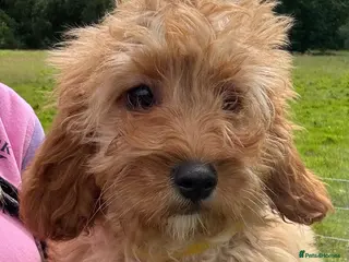 Cavapoo dogs 🌟 DNA Tested KC Parents Red F1 Cavapoo Puppies - Advert 3