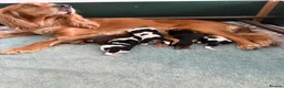 Cocker Spaniel dogs for sale: Beautiful Litter of Cocker Spaniels  in Kettering - Advert 9