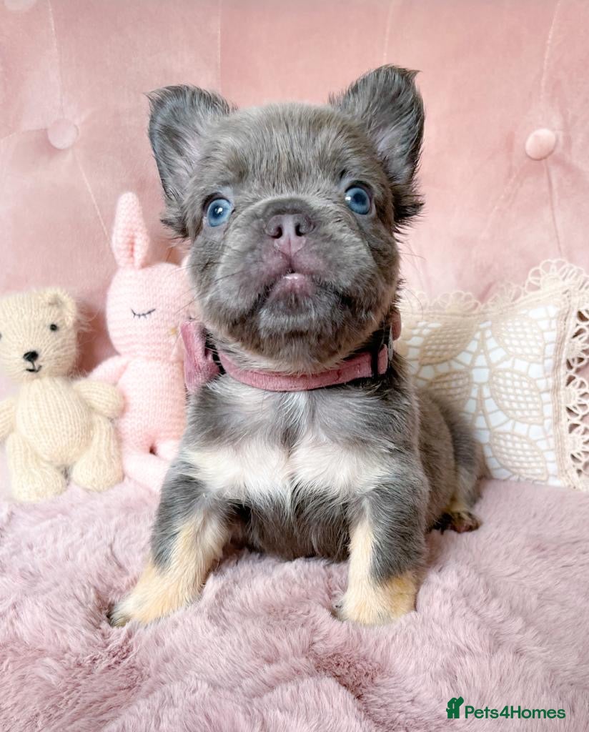 French Bulldog dogs 🌸FLUFFY,LILAC&TAN,TESTABLE GIRLS&BOYS🌸 - Advert 18
