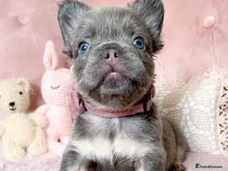 French Bulldog dogs 🌸FLUFFY,LILAC&TAN,TESTABLE GIRLS&BOYS🌸 - Advert 18