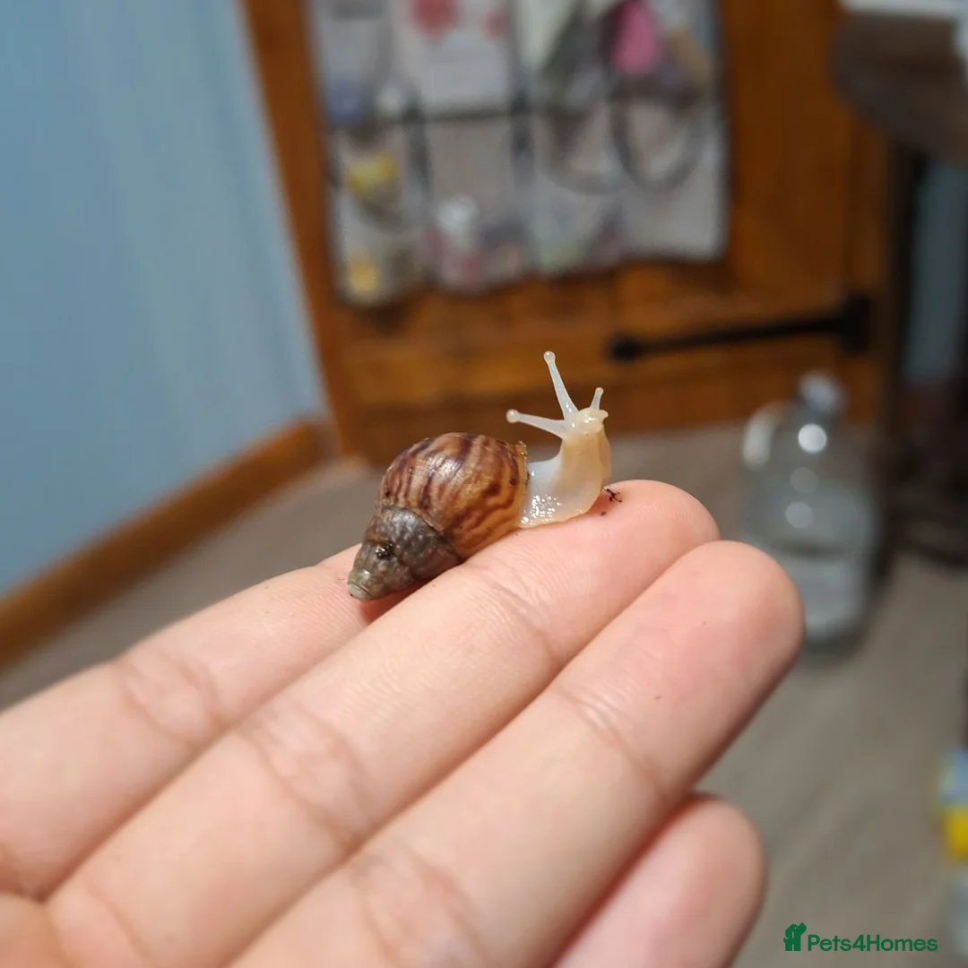 Snails invertebrates for sale: Baby Giant African Land Snails in Okehampton - Advert 1