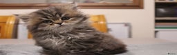 Persian cats for sale: Two Exquisite Persian Chinchilla Doll Face Kittens - Advert 12