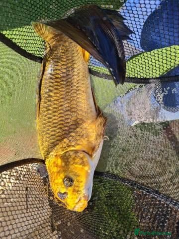 Koi Carp fish Beautiful koi fish Available  - Advert 14