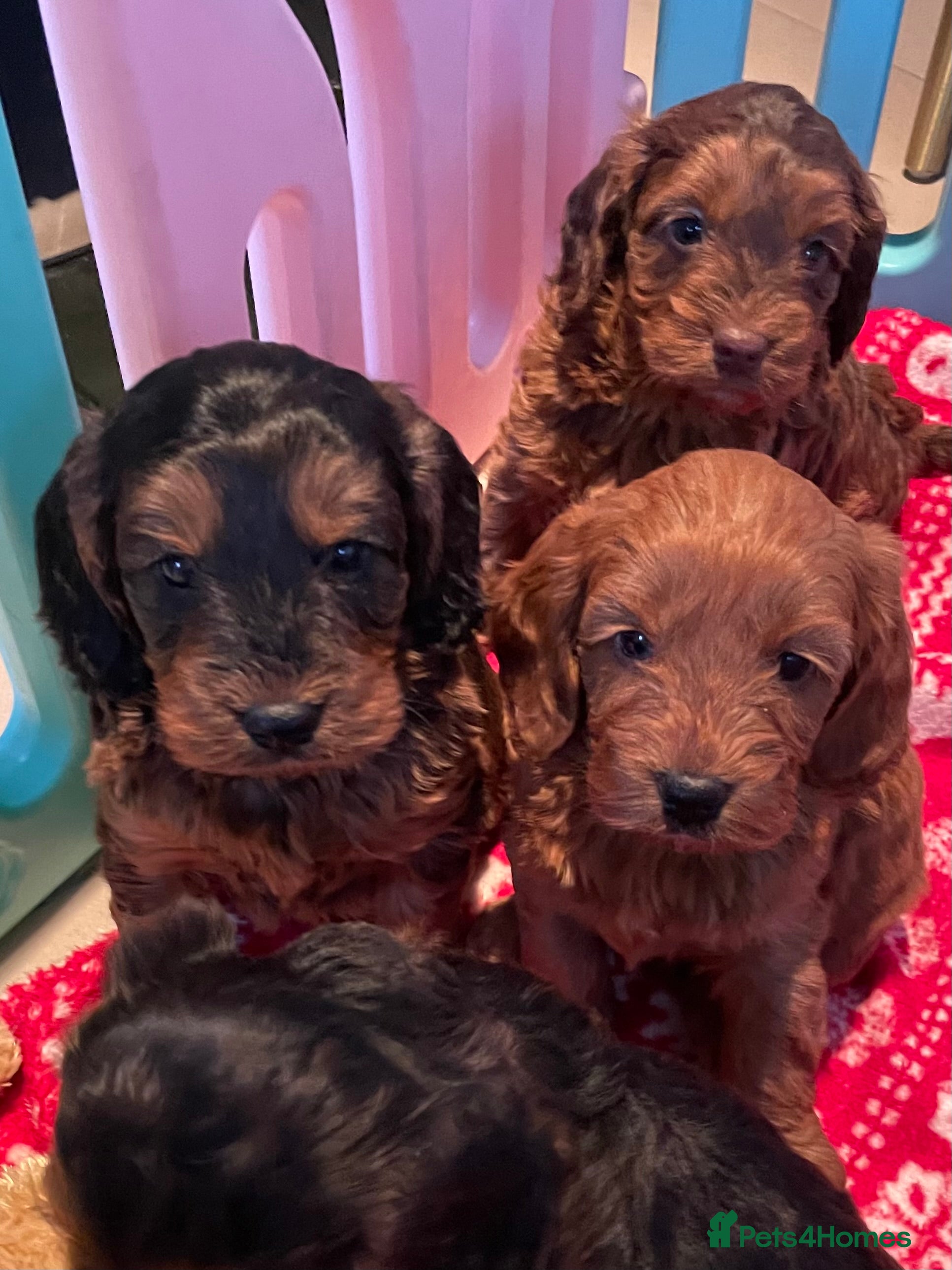 Cockapoo dogs F1 MINIATURE SHOWLINE COCKAPOO PUPPIES - Advert 3