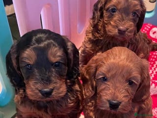 Cockapoo dogs F1 MINIATURE SHOWLINE COCKAPOO PUPPIES - Advert 3