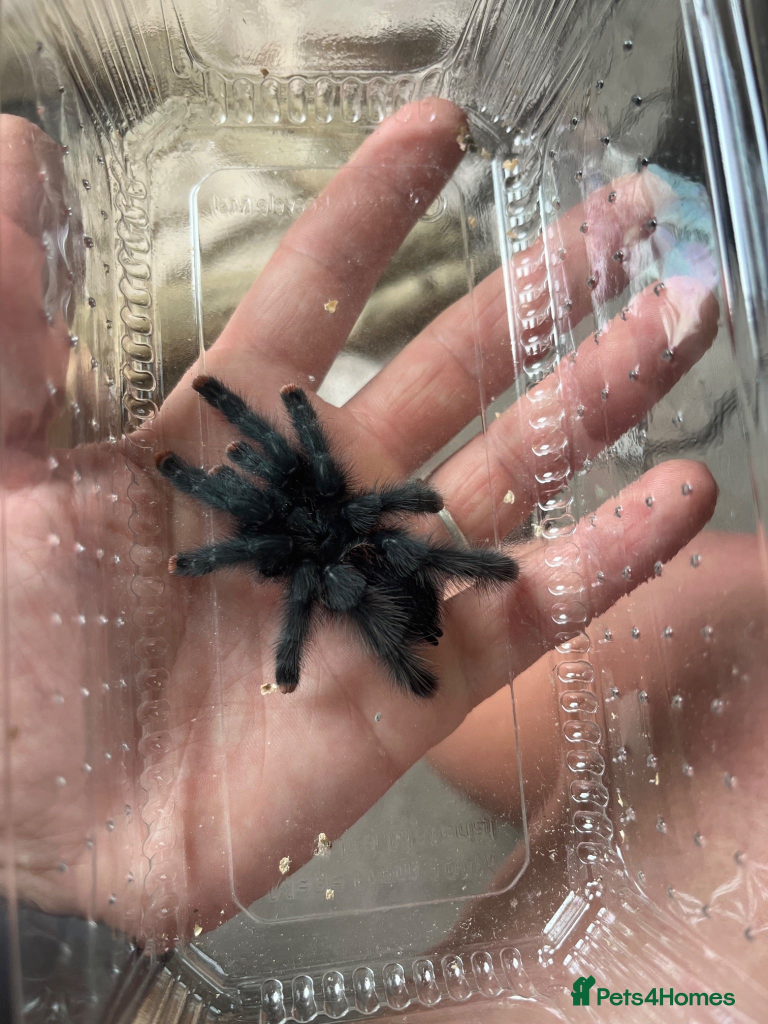 Tarantulas invertebrates Avicularia Avicularia / Guyana pink toe - Advert 3
