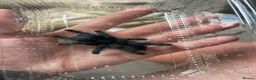 Tarantulas invertebrates for sale: Avicularia Avicularia / Guyana pink toe in Paignton - Advert 1