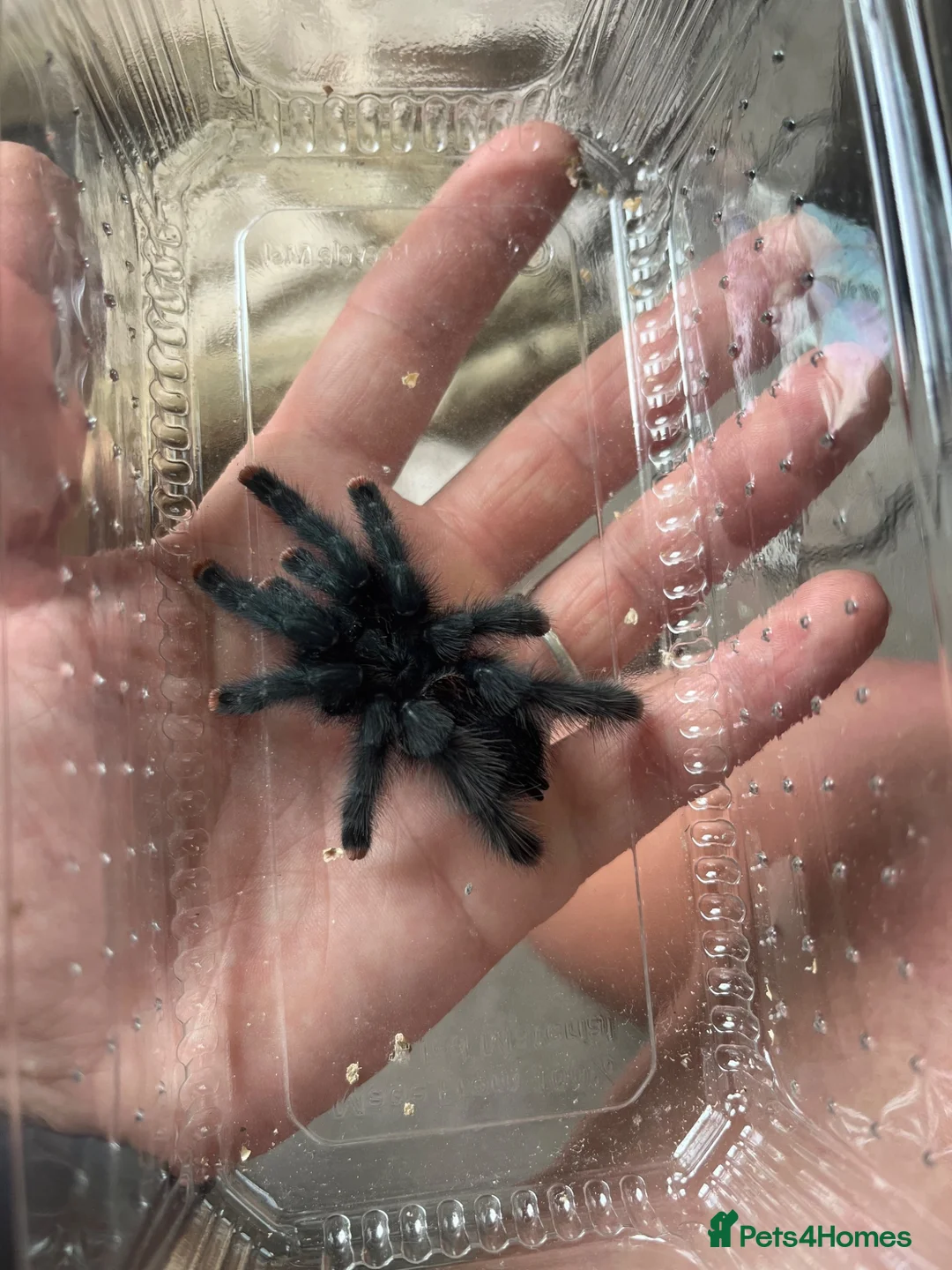 Tarantulas invertebrates for sale: Avicularia Avicularia / Guyana pink toe in Paignton - Advert 1