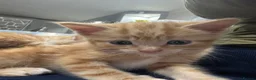 Mixed Breed cats for sale: Kittens  in Chelmsford - Advert 2