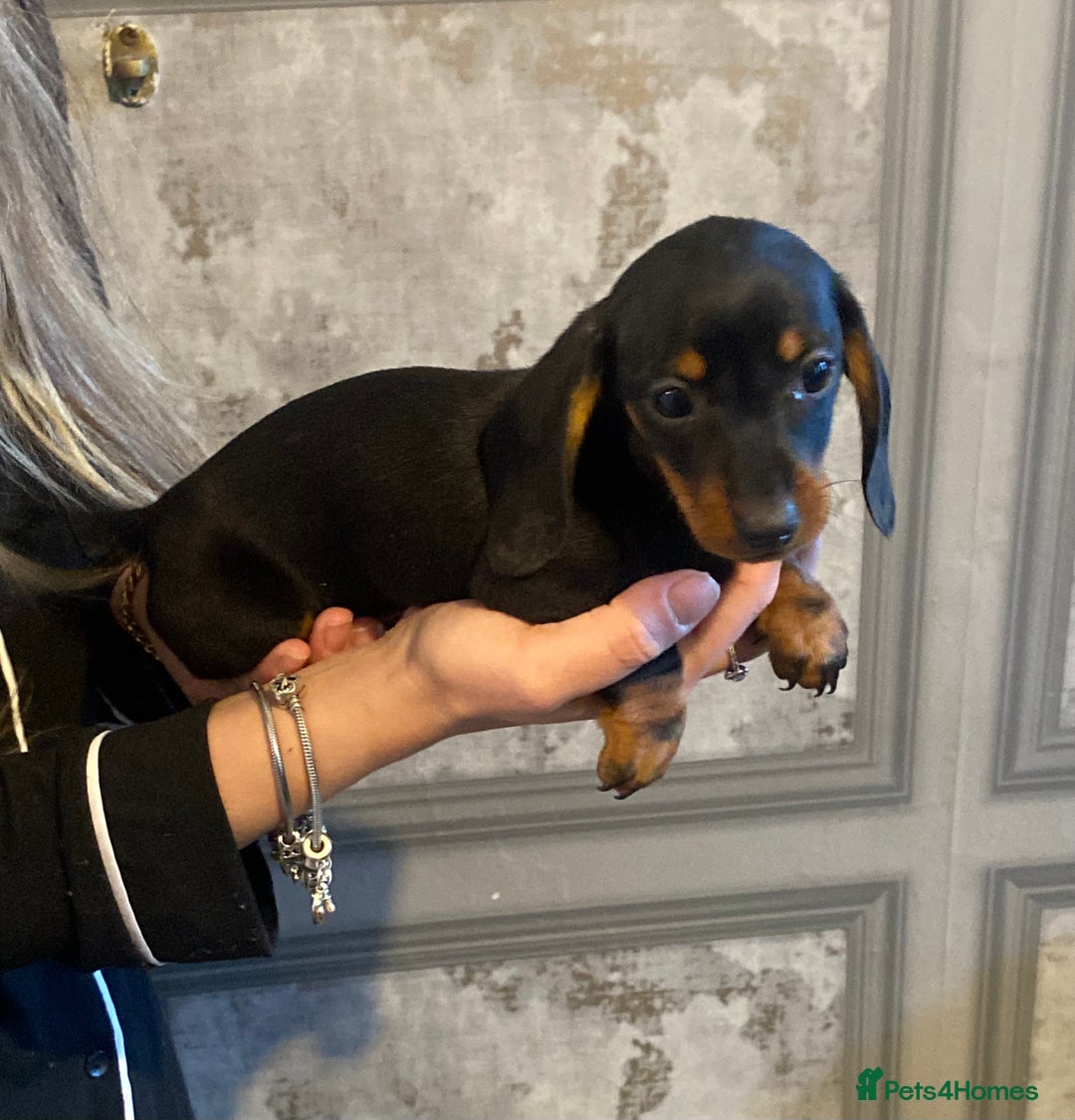 Dachshund dogs for sale: Three dachshund’s ready to go now!!! - Advert 4