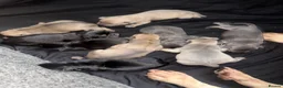 Frug dogs for sale: Stunning litter of 8 little FRUG boys  - Advert 4