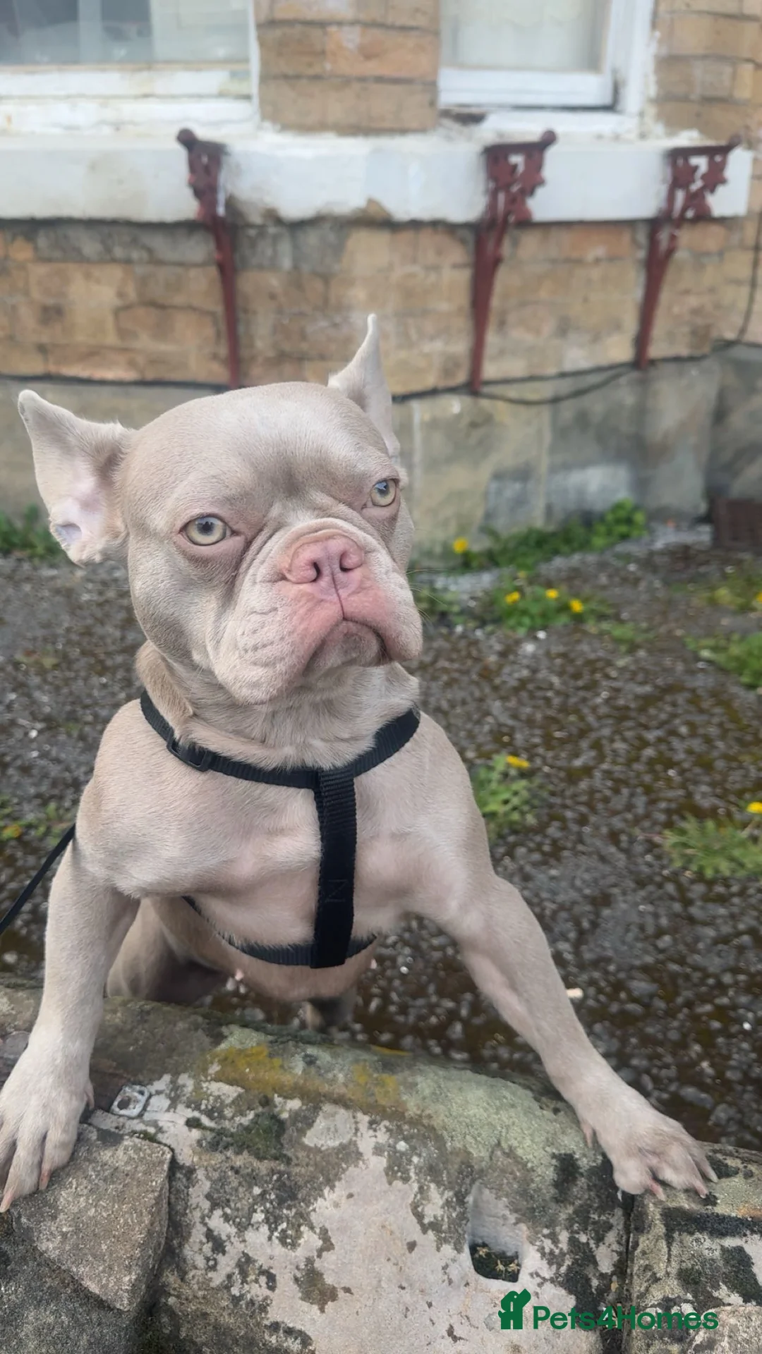 French Bulldog dogs for sale: French bulldog ,lilac - Advert 2