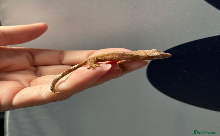 Gecko reptiles - Advert 6