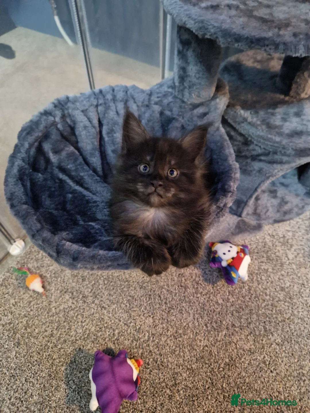 Maine Coon cats for sale: Championline maine coon kittens - Advert 2