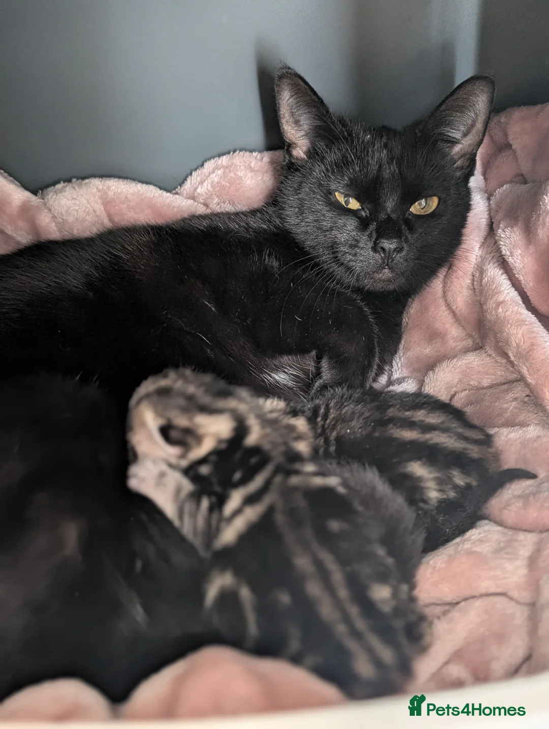 Mixed Breed cats for sale: Beautiful little kitten needing loving home  in Woodbridge - Advert 2