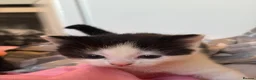 Mixed Breed cats for sale: Kittens  in Bristol - Advert 7