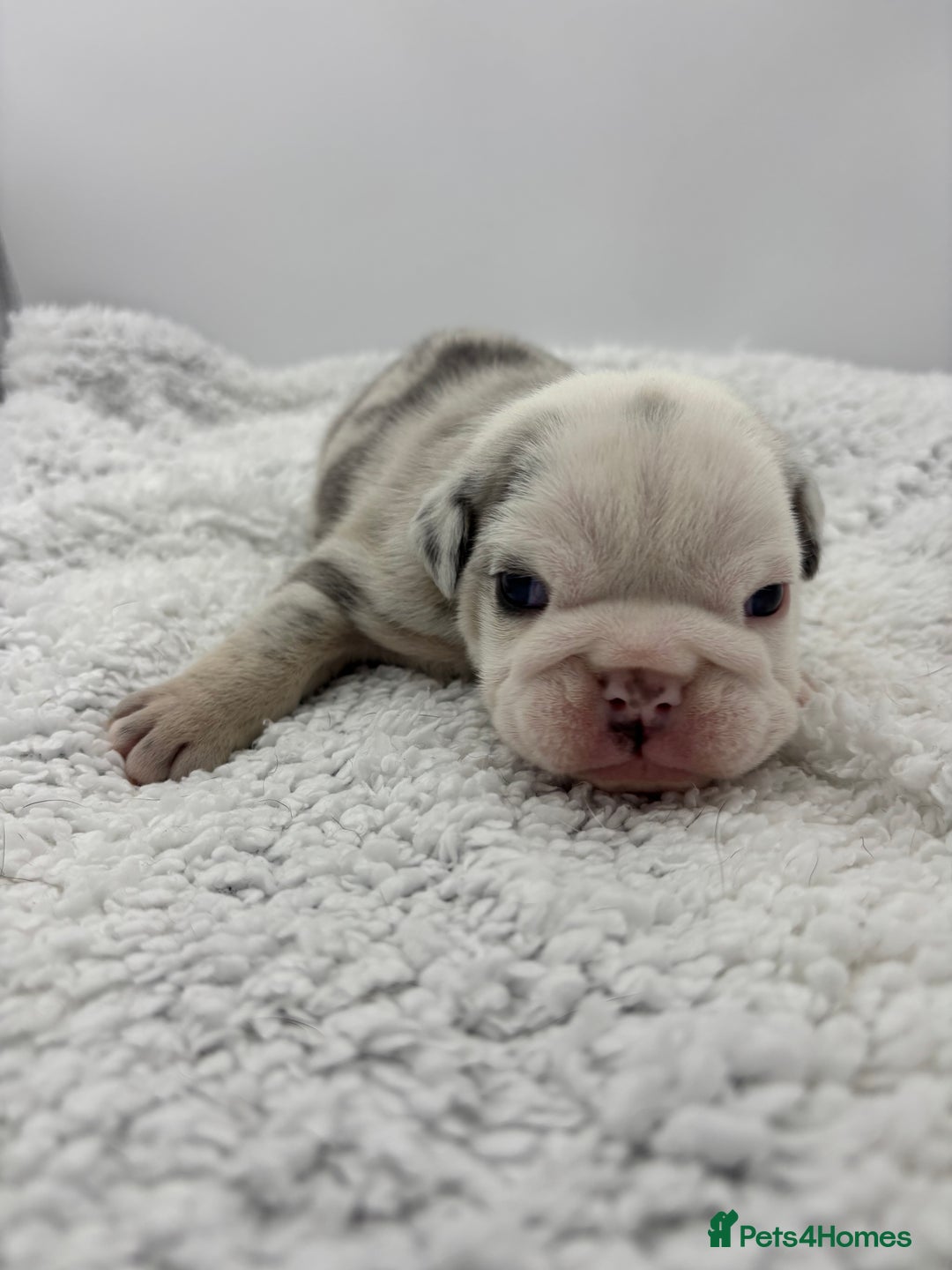 English Bulldog dogs for sale: 10 British Bulldog puppies 🐶  - Image 37